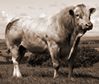 bull