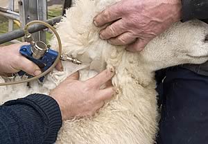 Sheep being vaccinated with Footvax