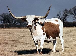 Cow Longhorn