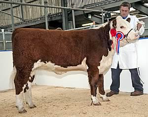 Grand Female Champion Romany 1 Lucy A84 F26 with Robert Wilson of JRB Wilson & Sons