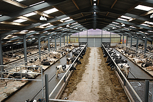 Dairymen Must Tackle Processors on Price Prospects