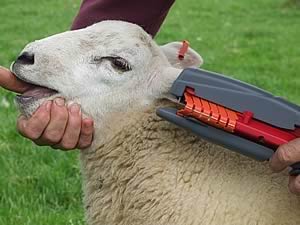 sheep tagging