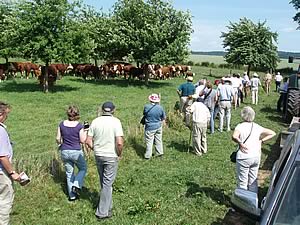 Bosa herd of G Blandford and Son, Ledbury, Hereford