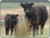 Galloways