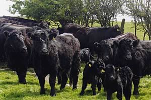 Welsh Cattle