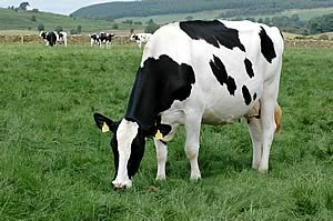 milk cattle