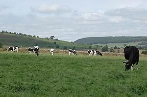 Holstein dairy cattle continue to command excellent prices