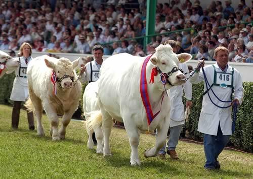 Cattle Parade