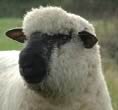 oxford down sheep breeders association