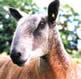 Blue Faced Leicester Sheep Breeders
