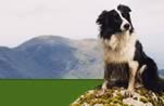 Lake District Working Sheepdogs 