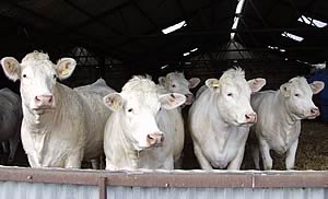 charolais cattle