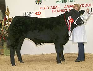 limousin prize winner