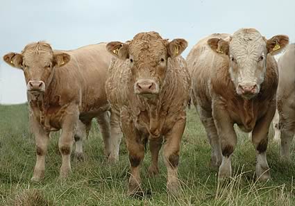 Charolais cross bulls at Cleamire