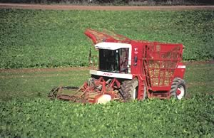 Sugar Beet Harvesting