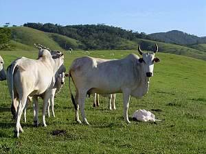 zebu cattle