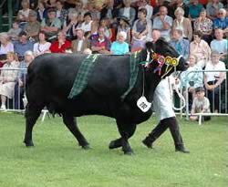 aberdeen angus show cow