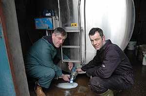 Vet Graham Brooks takes a sample to test for Johne's Disease in Ian Bulman's Bankhouse Holstein herd.