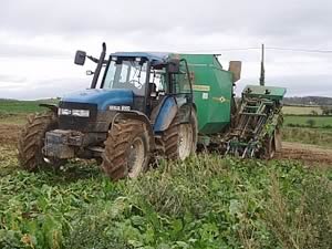 Sugar Beet Harvesting