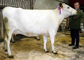 Mick Thuey with his pedigree Shorthorn, the Skipton native breeds cattle champion.