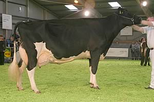 Welsh Dairy Show