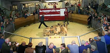 Trevor Stoney shepherds his Masham champions in the Skipton ring