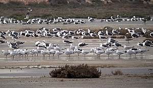 gulls