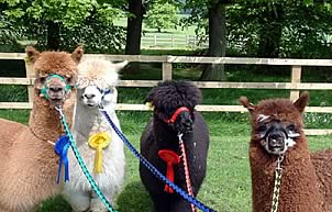 Alpacas belonging to the Yorkshire Alpaca Society