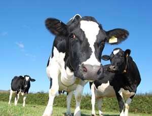 dairy cattle