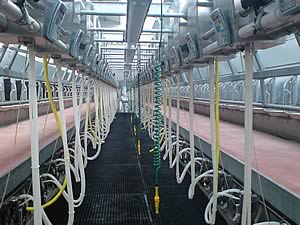 The new parlour at Grove Dairy Farm