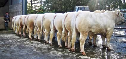 Charolais bulls