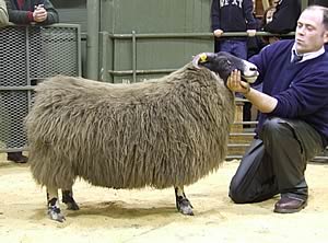 Blackface champion from G McClymont