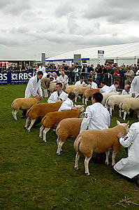 royal highland show judging