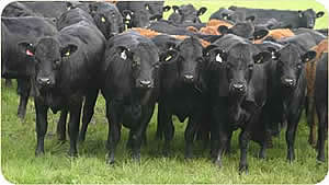 beef cattle