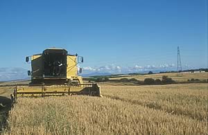 grain harvest