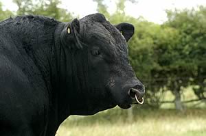 aberdeen angus