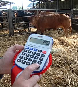 Beef producers could scoop up to £3000