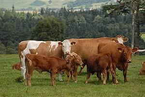 beef cattle