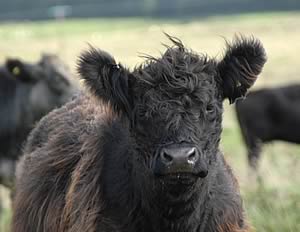 Galloway cow at Ottercops