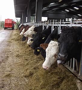 cattle feeding