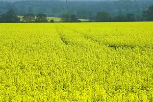 oilseed rape