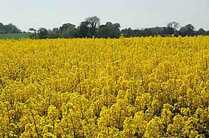 Oilseed Rape