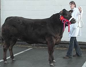 Pateley Bridge Christmas prime stock champion