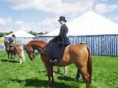 Side-Saddle Lady 