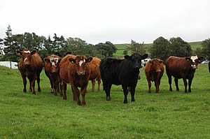 Beef Shorthorn sired heifers