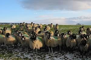 swaledale ewes