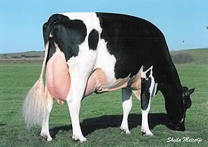 Dunnerdale Rudolph Kay EX95