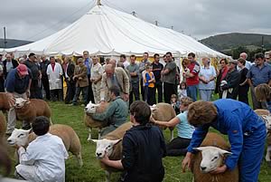 NSA Wales and Borders Ram Sale - Texel judging