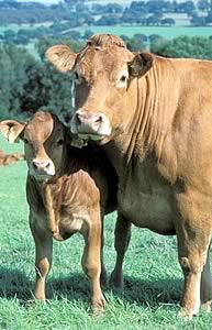 beef cattle