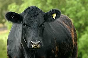 angus cow